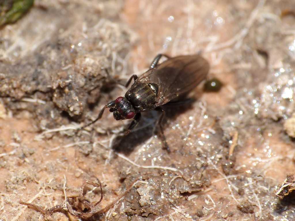 Forse Lotophila atra (Sphaeroceridae) - Torrimpietra (RM)